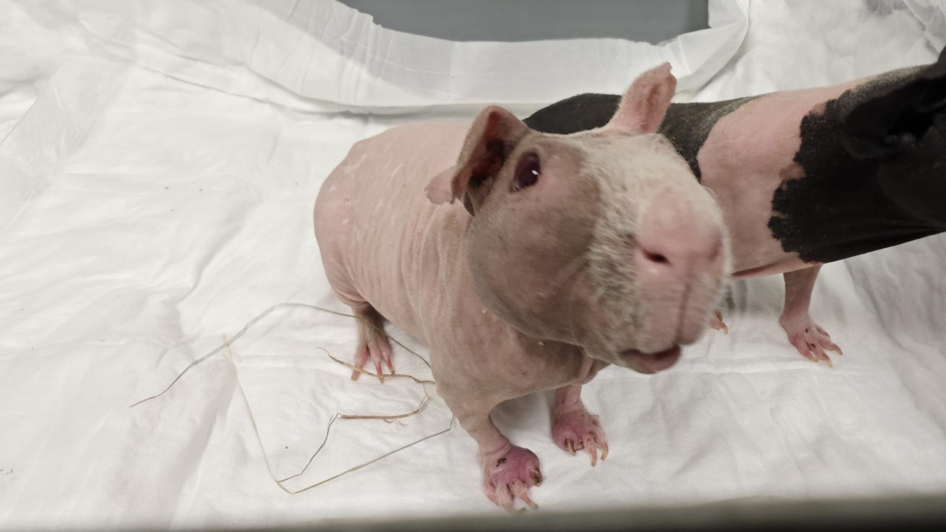 Pododermatitis u świnek morskich | DomGryzoni
