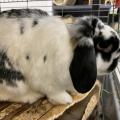 Cloudy do adopcji