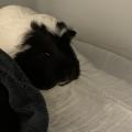 Fela do adopcji