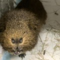 Kokos do adopcji