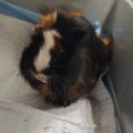 Kropek do adopcji