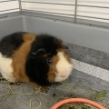 Farfocel do adopcji