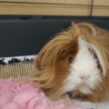 Puszek do adopcji