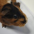 Lola do adopcji